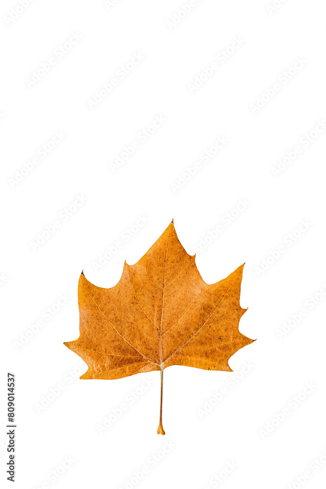 autumn maple leaf png, yelllow leaf png, maple leaf isolated on white transparent background.png autumn maple leaf png, yelllow leaf png, maple leaf isolated on white transparent background.png