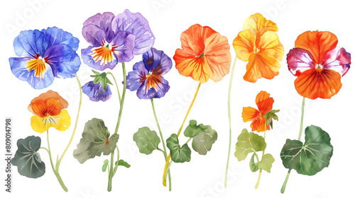 Watercolor clipart of edible flowers Nasturtium  Viola  Borage  Calendula brightly colored  isolated on transparent background