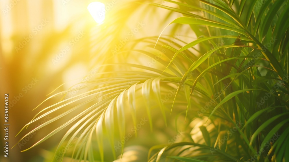 Obraz premium Green palm tree flooded with sunlight