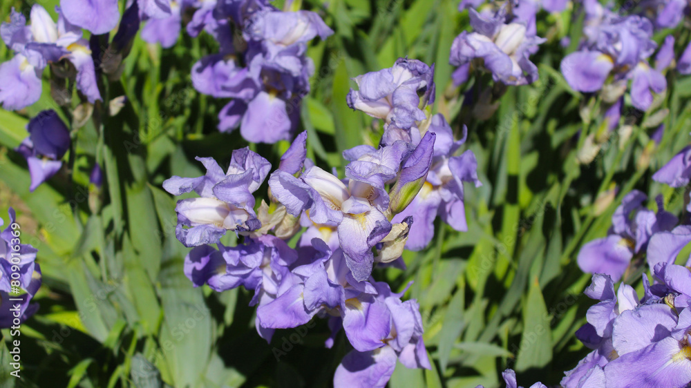 flowers in the garden, blue iris flowers