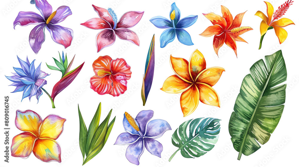 Set of tropical flowers Plumeria, Heliconia, Bird of Paradise, Passion Flower in vibrant watercolors, isolated clipart on transparent background
