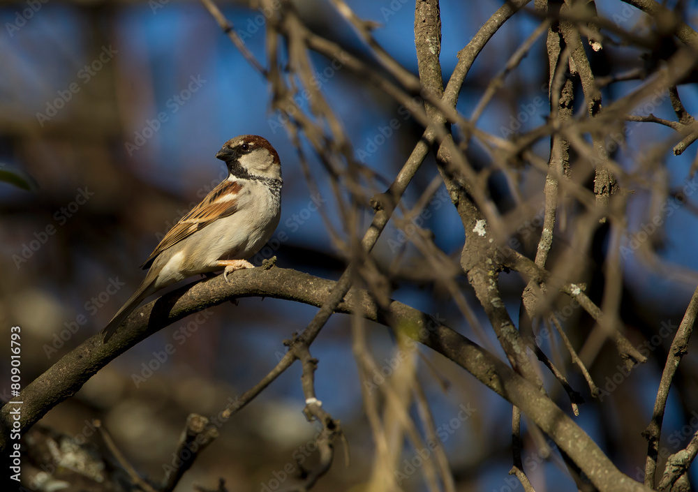 Small sparrow perching in the branches of a carob tree Small sparrow perching in the branches of a carob tree