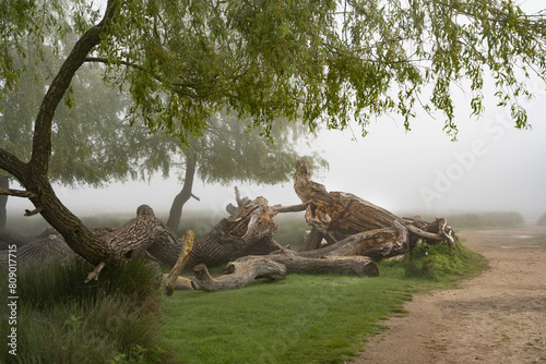 Damaged fallen willow tree