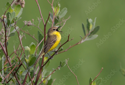 Small multicolored bird chirping among the branches of a tree.