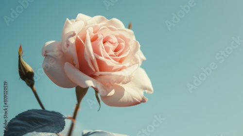 Close-up of a pale pink rose against a clear blue sky