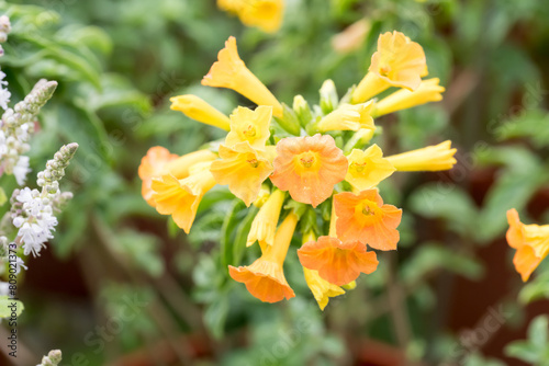 Beautiful marmalade bush flowers. photo