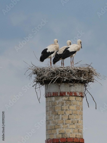 Storch photo