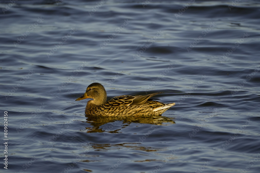 duck among the waves on the river duck among the waves on the river