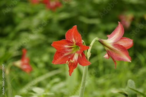 Red Hippeastrum striatum flowers bloom in the garden photo