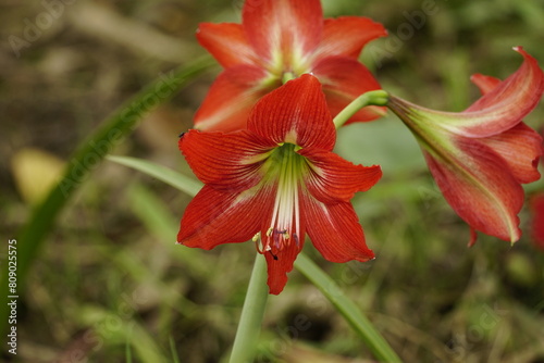Red Hippeastrum striatum flowers bloom in the garden photo