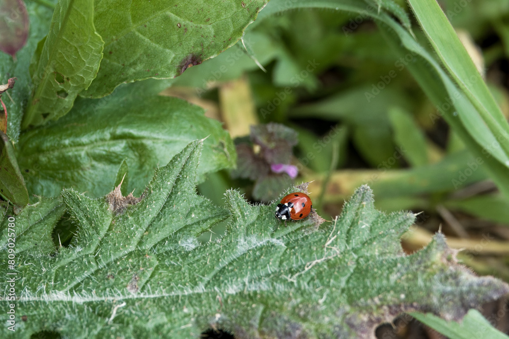seven spotted ladybug ladybird on a green leaf seven spotted ladybug ladybird on a green leaf