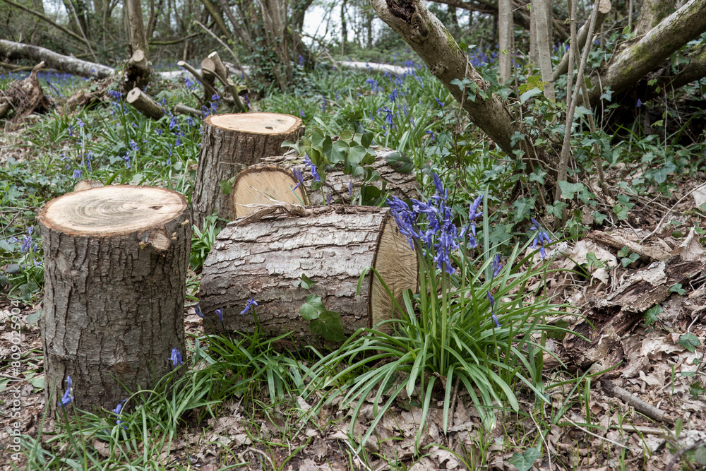 bluebells growing by a tree trunk log bluebells growing by a tree trunk log