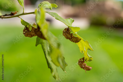 Cicada shell, brood Cicadoidea 2024