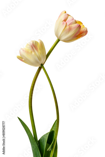 A pair of interesting tulips with shades of white, yellow and pink, isolated on a white background.