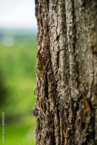 Cicada in a tree, 2024 brood 