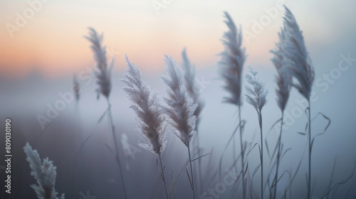 Delicate reeds in a misty sunrise landscape