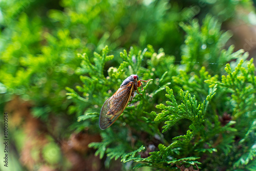 Cicada, in bush, insect 