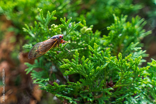 Cicada Cicadoidea