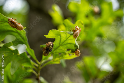 Cicada shedding