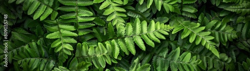Green fern leaves provide a lush backdrop. photo