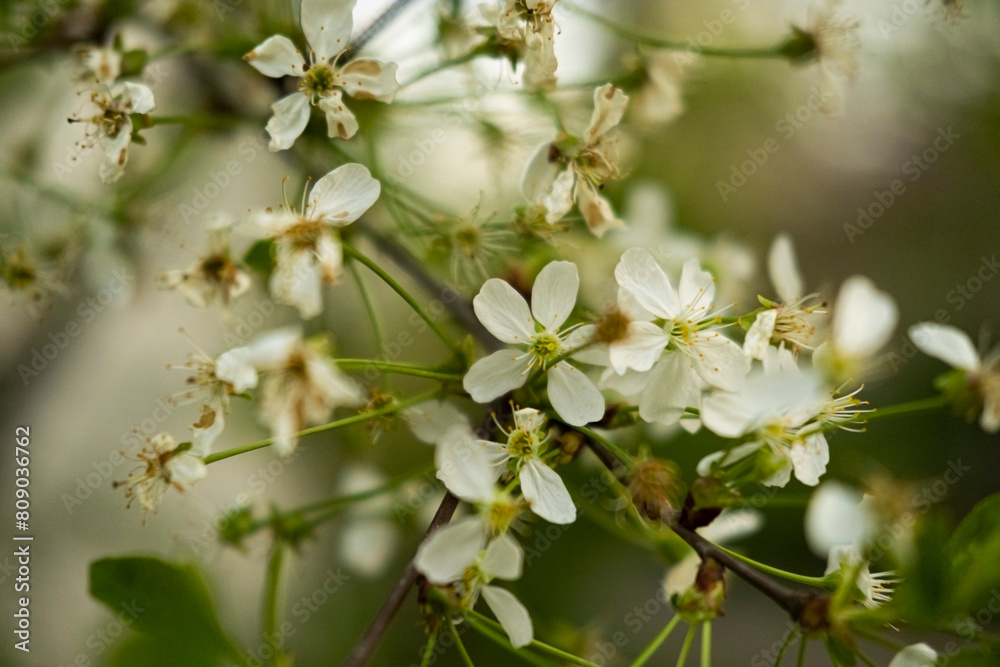 Cherry blossoms, a twig with flowers on the street Cherry blossoms, a twig with flowers on the street