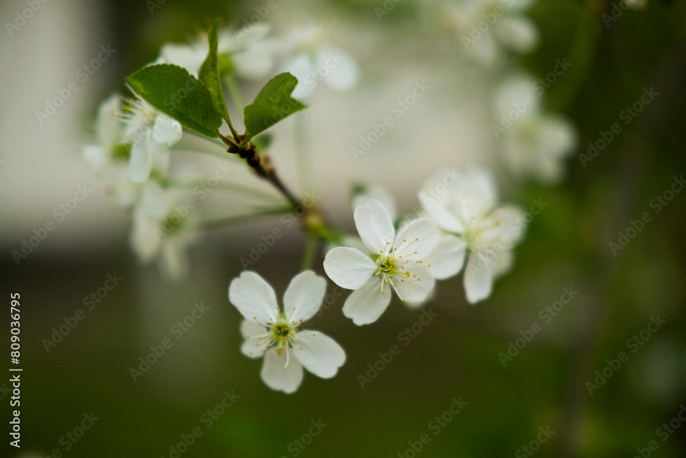 Cherry blossoms, a twig with flowers on the street Cherry blossoms, a twig with flowers on the street