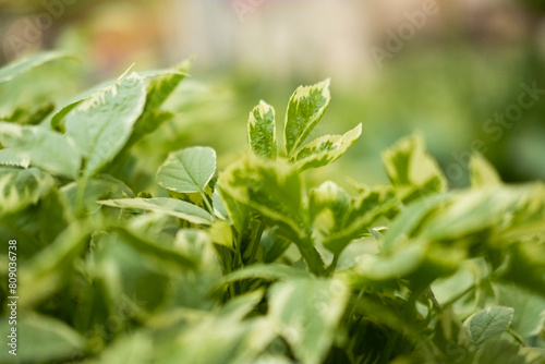 Green foliage in the bright sun