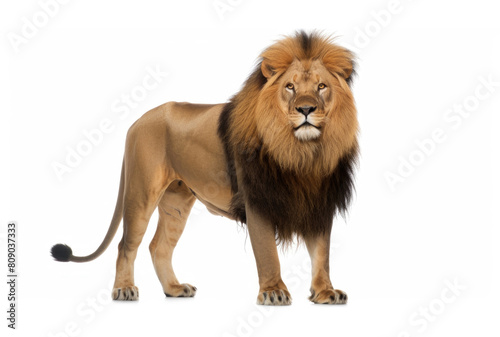 A majestic lion standing proudly on a plain white background, showcasing its strength and beauty © sommersby