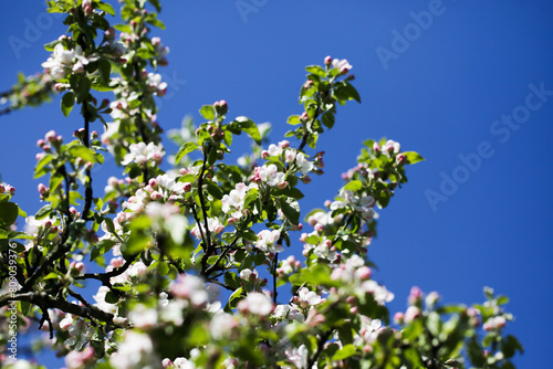 White flower flakes. Blooming tree. Blue sky flowers. Closeup macro with shallow depth of field. Spring bloom. Floral background. Green tree branch isolated. Springtime outdoor. Artistic early flowers