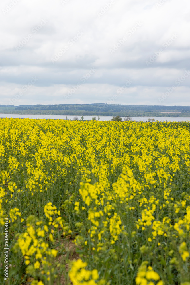 yellow rapeseed flowers against the sky with clouds yellow rapeseed flowers against the sky with clouds