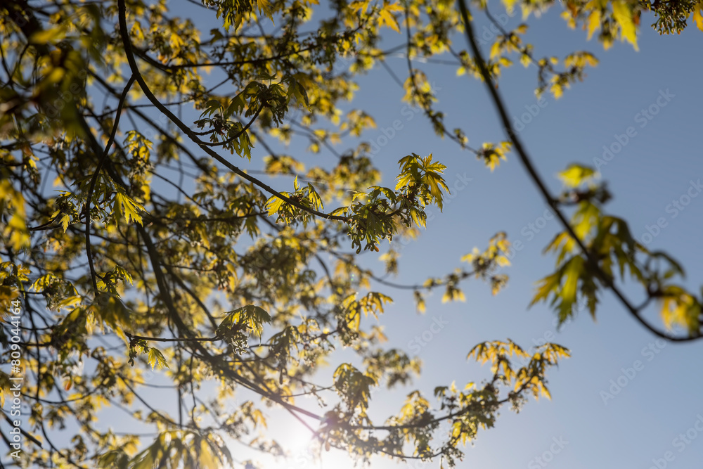 beautiful new maple foliage in sunny weather beautiful new maple foliage in sunny weather