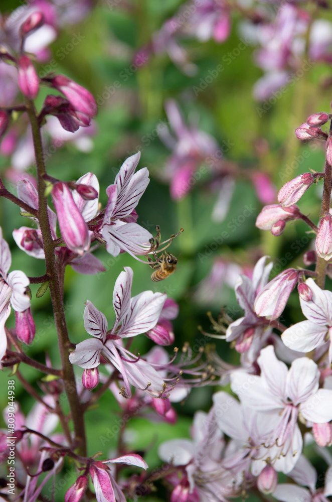 pink and white flowers dictamnus albus pink and white flowers dictamnus albus
