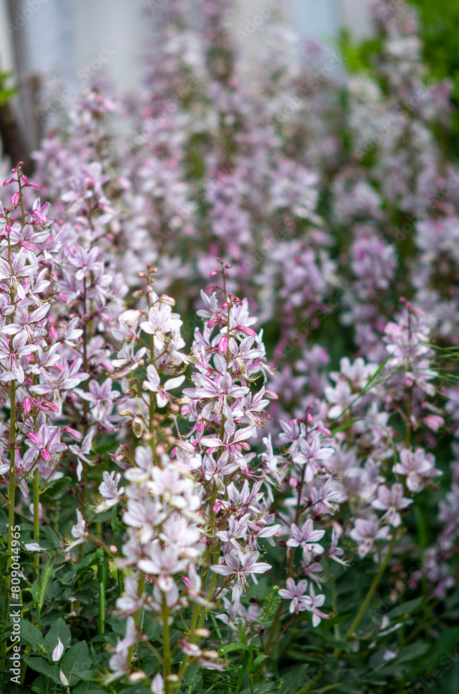 pink and white flowers dictamnus albus pink and white flowers dictamnus albus
