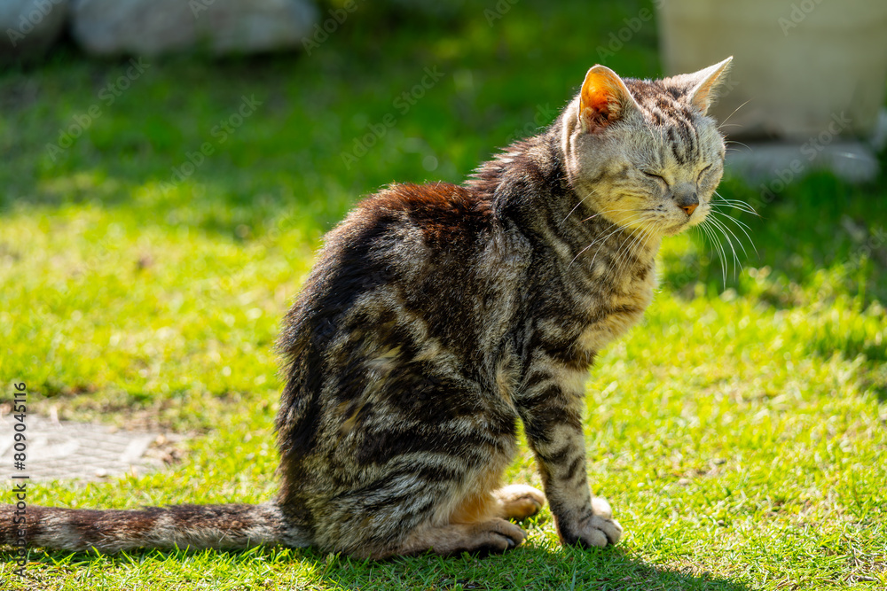 Obraz premium 日向ごっこをする老猫