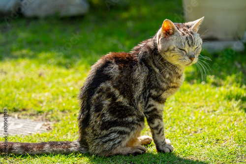 日向ごっこをする老猫