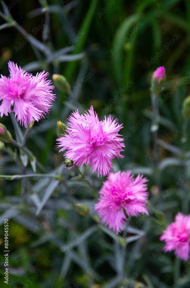 Obraz premium pink flower
