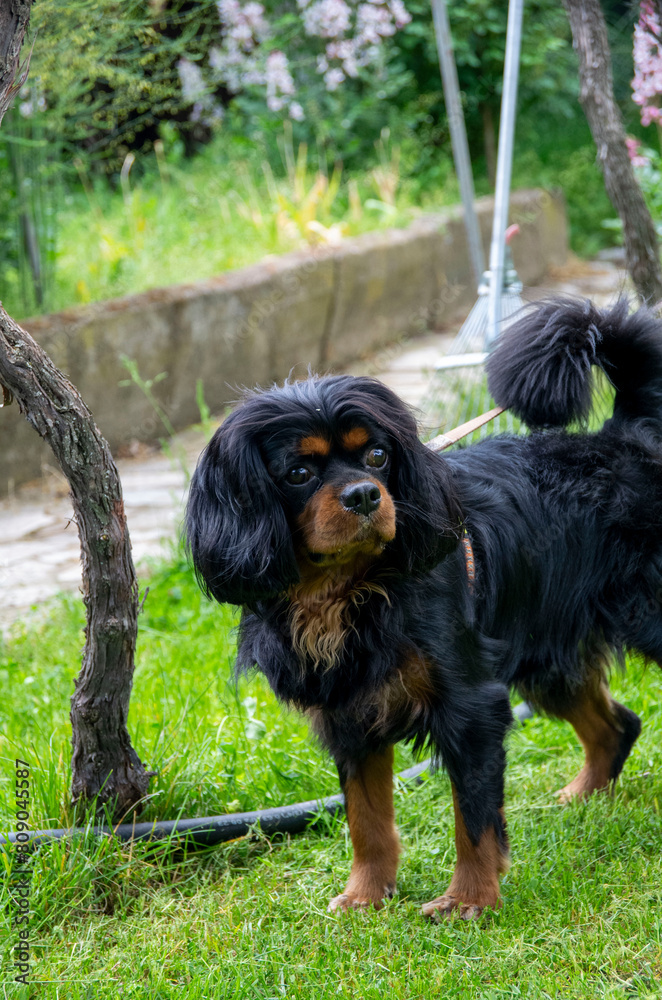 dog on the grass king charles cocker spaniel dog on the grass king charles cocker spaniel