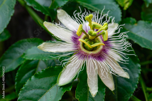 Passion or sweet granadilla flower (Passiflora incarnata) in private garden, Uniondale.
