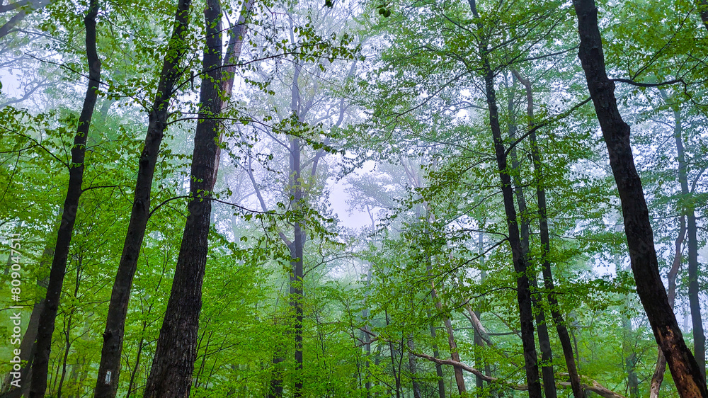 forest in the morning forest in the morning