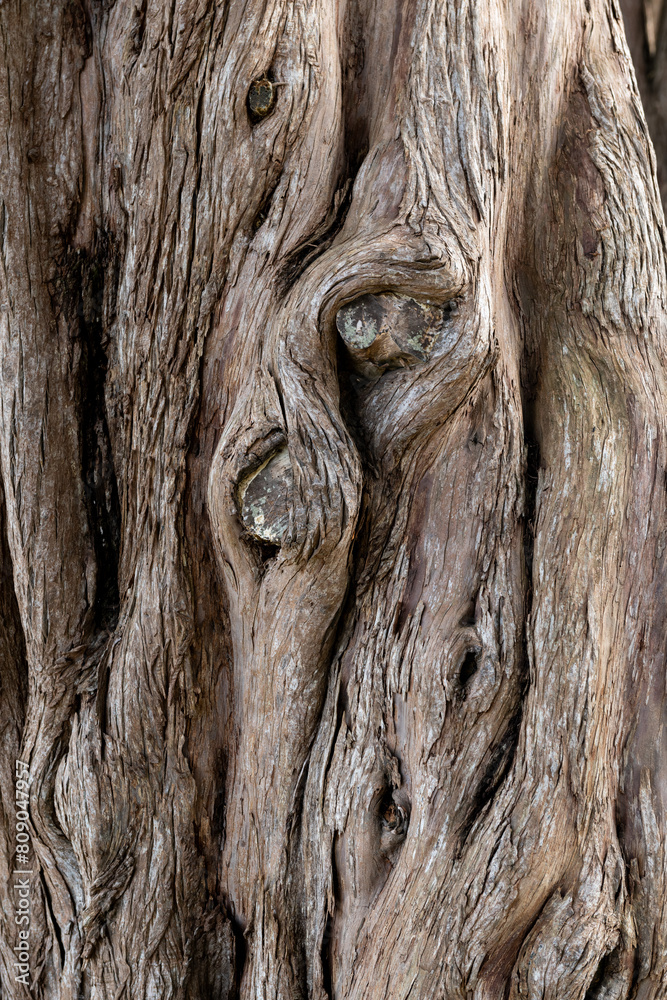 Detail of textured bark surface of a Monterey Cypress tree in northern California.