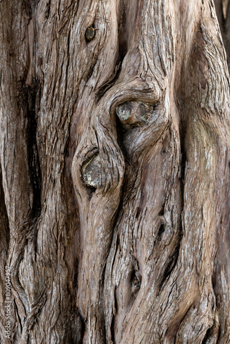 Detail of textured bark surface of a Monterey Cypress tree in northern California.