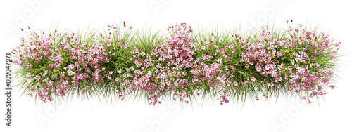 Aerial view flowers blossoms row cutout  on transparent backgrounds 3d rendering png
