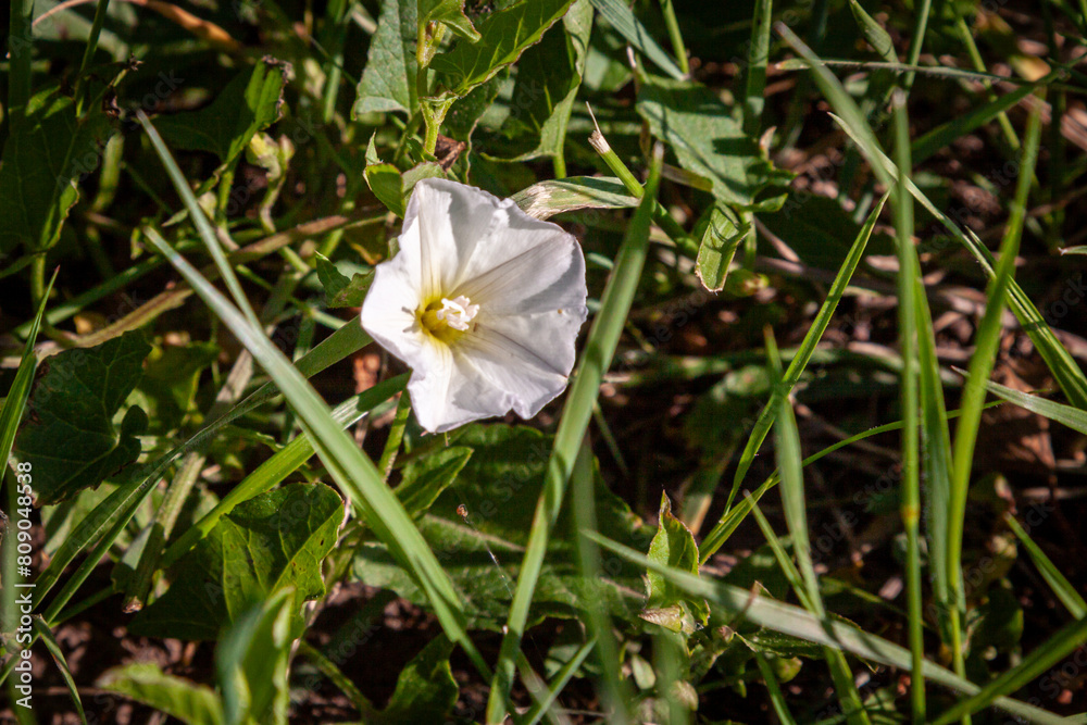 White bindweed from South Dakota Prairie White bindweed from South Dakota Prairie