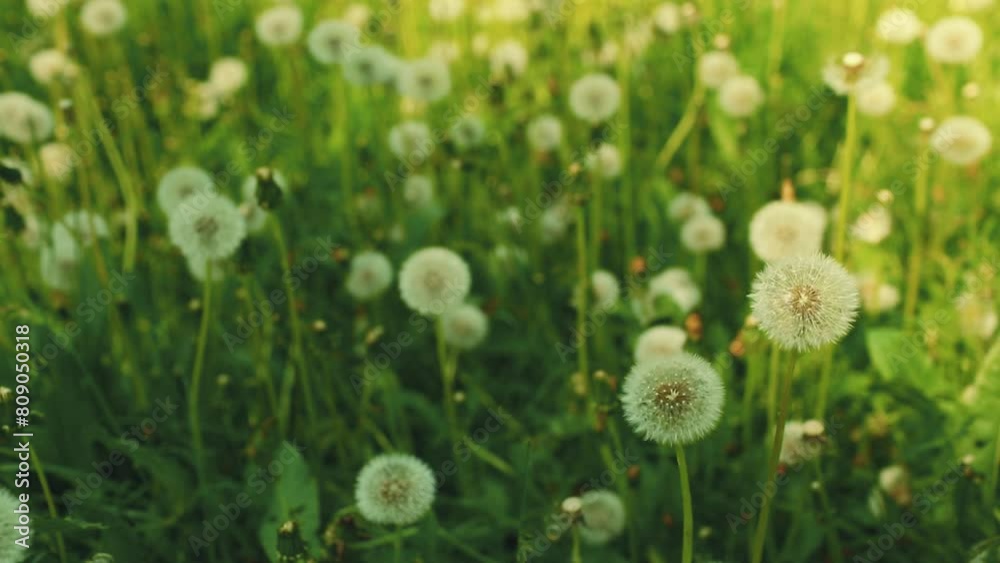Fluffy blowballs. The green field is covered with snow-white dandelions. Concept of warm spring. Taraxacum officinale. Fluffy blowballs. The green field is covered with snow-white dandelions. Concept of warm spring. Taraxacum officinale.