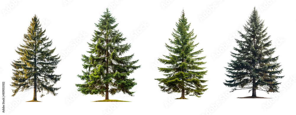 Collection of tall spruce tree s isolated on transparent or white background