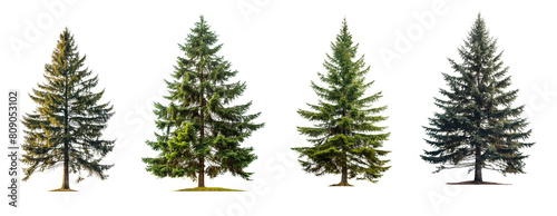 Collection of tall spruce tree s isolated on transparent or white background