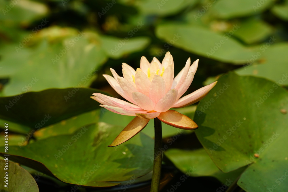 Nymphaea flowers bloom in the lake Nymphaea flowers bloom in the lake