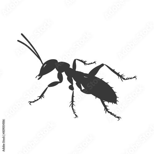 Silhouette termite animal full body black color only