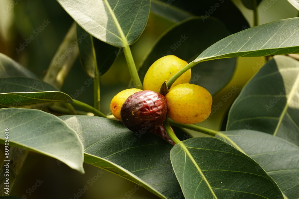Obraz premium Ficus Drupacea Thunb tree bears fruit