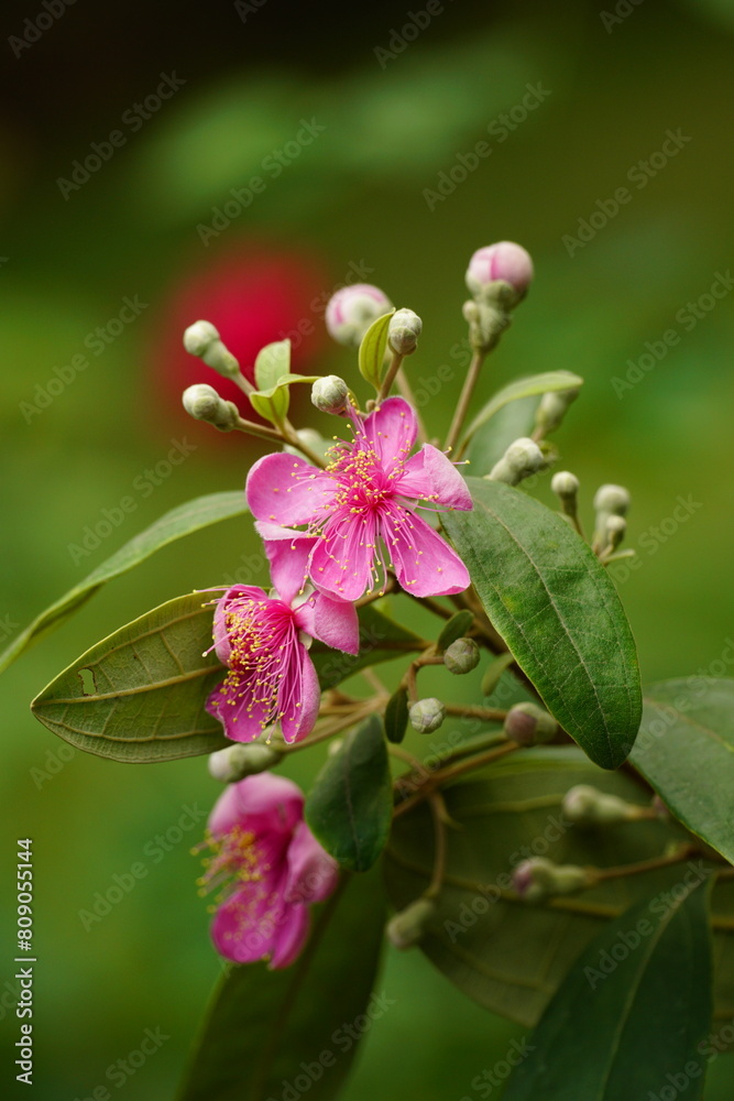 Close-up of blooming Rhodomyrtus tomentosa flower Close-up of blooming Rhodomyrtus tomentosa flower